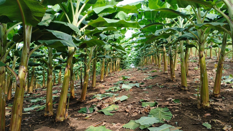 Ecuadorian Plantation